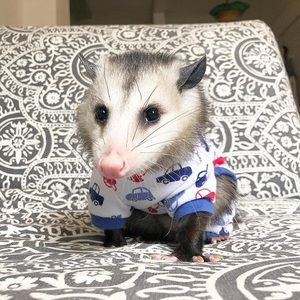 Meet your Posher, Julian